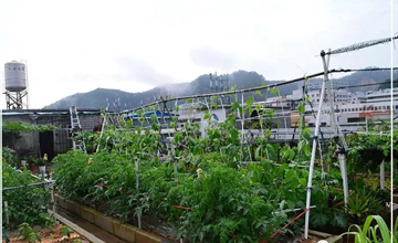 聽說了嗎，多米居然開始搞副業(yè)了？